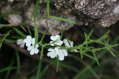 Striga densiflora
